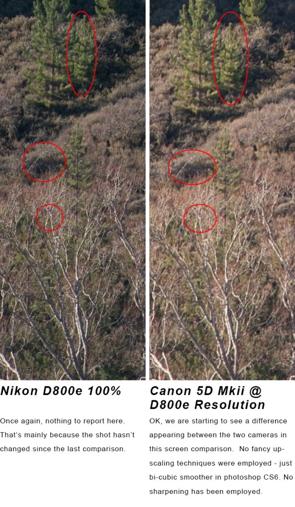 Canon 5d mkii v Nikon D800e â€“ side by side comparison â€“ 5d scaled ...