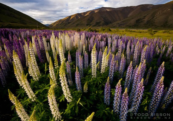Lupine Field, Ahuriri River, Mackenzie Country, South Island New Zealand